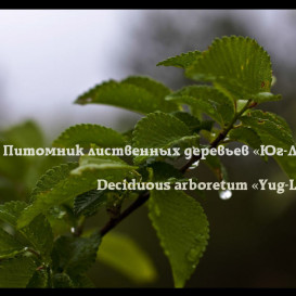 yug-les_album2012-40-foto-29