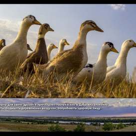 yug-les_album2012-40-foto-34