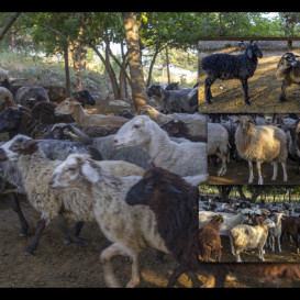 yug-les_album2012-40-foto-37